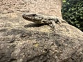 A sand lizard sits on a wall and sunbathes Royalty Free Stock Photo