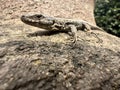 A sand lizard sits on a wall and sunbathes Royalty Free Stock Photo