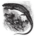 Sand lizard, vintage illustration