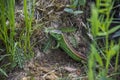 Sand lizzard (Lacerta agilis)