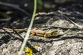 Sand lizzard Lacerta agilis Royalty Free Stock Photo