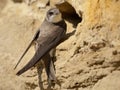 Sand martin