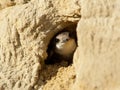 Sand martin