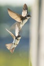 Sand martin, bank swallow Riparia riparia in flight nesting Royalty Free Stock Photo