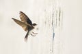 Sand martin, bank swallow Riparia riparia in flight nesting Royalty Free Stock Photo