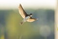 Sand martin, bank swallow Riparia riparia in flight nesting Royalty Free Stock Photo