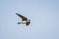 Sand martin or bank swallow Riparia riparia in flight