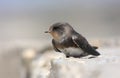 Sand martin close up