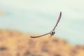 Sand Martin in Flight on Canal Side Royalty Free Stock Photo