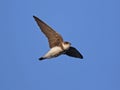 Sand Martin