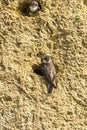 Sand Martin at Nest Hole