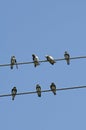 Sand Martin, Oeverzwaluw, Riparia riparia