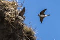 Sand Martin Riparia riparia in flight Royalty Free Stock Photo