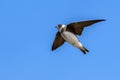 Sand Martin Riparia riparia in flight with a blue sky Royalty Free Stock Photo