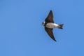 Sand Martin Riparia riparia in flight Royalty Free Stock Photo