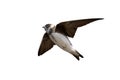 Sand Martin (Riparia riparia) in flight Royalty Free Stock Photo