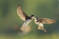 Sand martin, bank swallow Riparia riparia in flight nesting Royalty Free Stock Photo