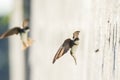 Sand martin, bank swallow Riparia riparia in flight nesting Royalty Free Stock Photo
