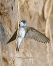 Sand martin (Riparia riparia), also known as the bank swallow migratory passerine bird of the Hirundinidae family.