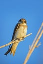 Sand Martin - Riparia riparia Royalty Free Stock Photo