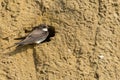 Sand Martin at Nest Hole