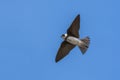 Sand Martin Riparia riparia in flight Royalty Free Stock Photo