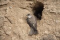 Sand martin, Riparia riparia Royalty Free Stock Photo