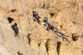 Sand Martin (Riparia riparia) Royalty Free Stock Photo