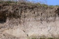 Sand Martins at Covehithe Beach and Cliffs, Suffolk, England, UK