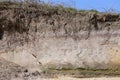 Sand Martins at Covehithe Beach and Cliffs, Suffolk, England, UK