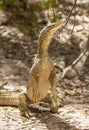 Sand monitor lizard