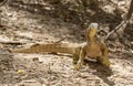 Sand monitor lizard