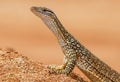 Sand Monitor