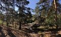 Sand path through the forest around Beerze Royalty Free Stock Photo