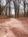 Sand path through forrest Royalty Free Stock Photo