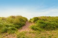 Sand path over dunes with beach grass Royalty Free Stock Photo