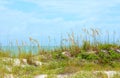Sand path through sea oats with calm blue green ocean beach in background Royalty Free Stock Photo
