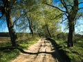 Sand path in spring in Poland, skewed trees, dramatic light, MTB bike route Royalty Free Stock Photo