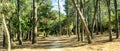 sand path surrounded by trees. film format framing