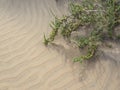 Sand patterns in dunes of Maspalomas Royalty Free Stock Photo