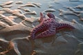 Sand Patterns and Starfish