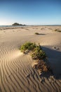 sand patterns and weeds on the beach Royalty Free Stock Photo
