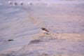 Sand Piper on the Beach Royalty Free Stock Photo