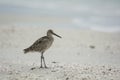Sand piper on beach Royalty Free Stock Photo