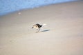 Sand Piper Bird Along Ocean Royalty Free Stock Photo