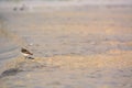 Sand Piper Bird on the Beach Royalty Free Stock Photo