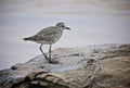 Sand piper bird