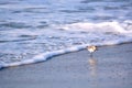 Sand Piper Bird Running from Water Royalty Free Stock Photo