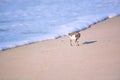 Sand Piper Bird Running from Water Royalty Free Stock Photo