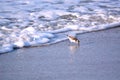 Sand Piper Bird Running from Water Royalty Free Stock Photo